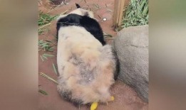 乐乐熊猫最新爆料消息,最新爆料带你探秘娱乐圈风云